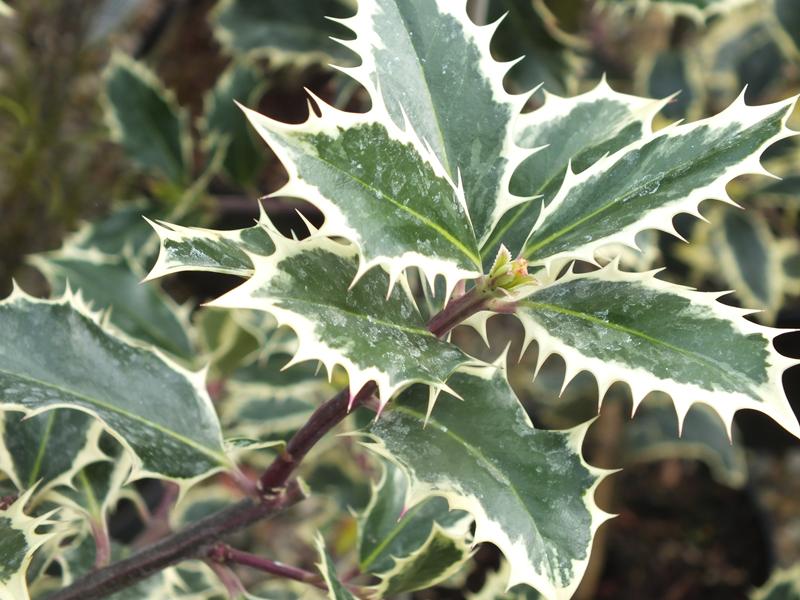Ilex aquifolium 'Handsworth New Silver'-0