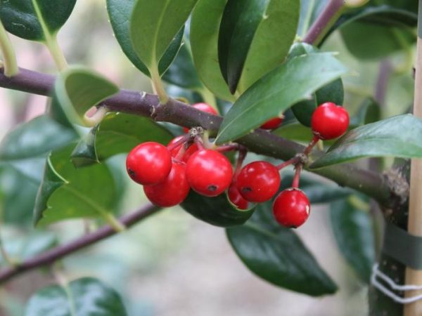 Ilex aquifolium 'J C Van Tol'-26435
