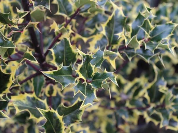Ilex aquifolium 'Madame Briot'-0