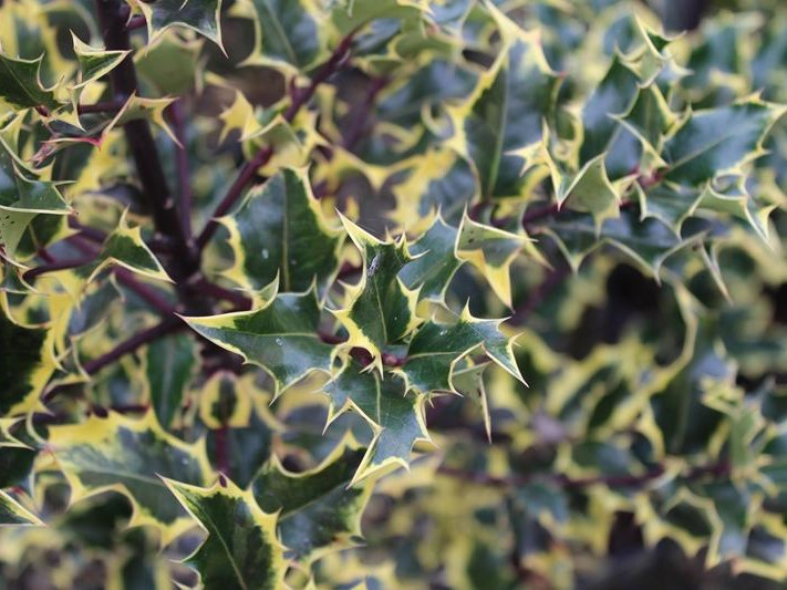 Ilex aquifolium 'Madame Briot'-0