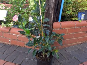 Ilex aquifolium 'Pyramidalis'-0