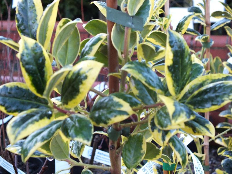 Ilex aquifolium 'Golden Van Tol'-0