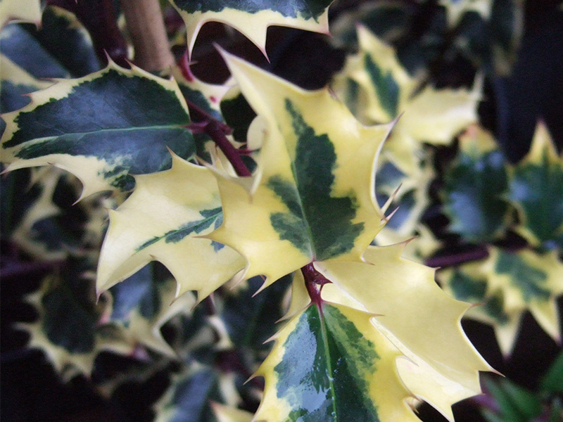 Ilex aquifolium 'Madame Briot'-1621