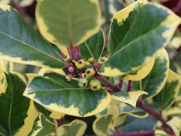 Ilex x altaclerensis 'Golden King'-26437