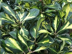 Ilex x altaclerensis 'Lawsoniana'-0