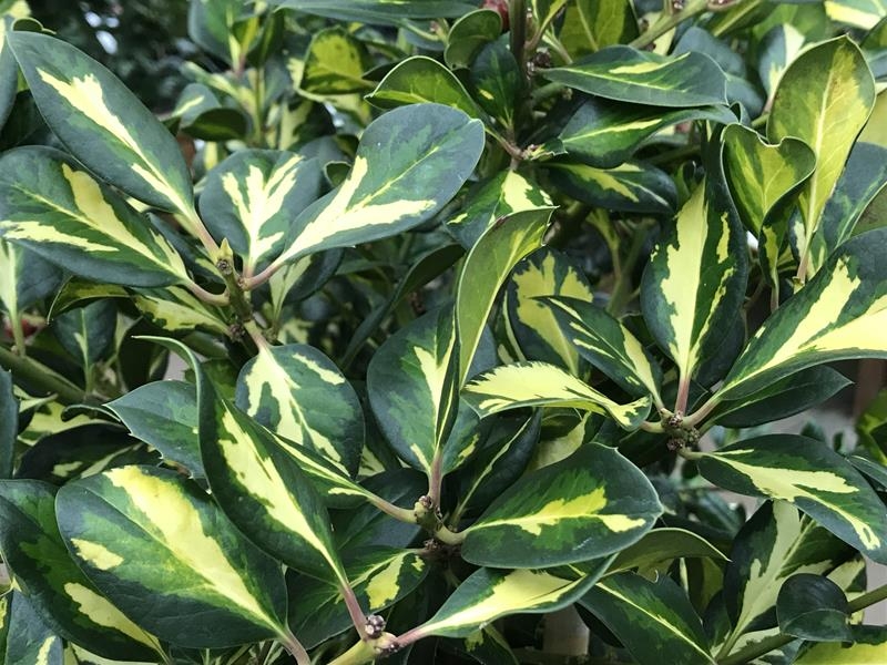Ilex x altaclerensis 'Lawsoniana'-0