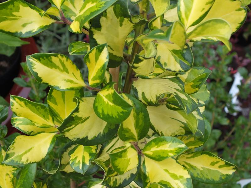 Ilex x altaclerensis 'Ripley Gold'-1625
