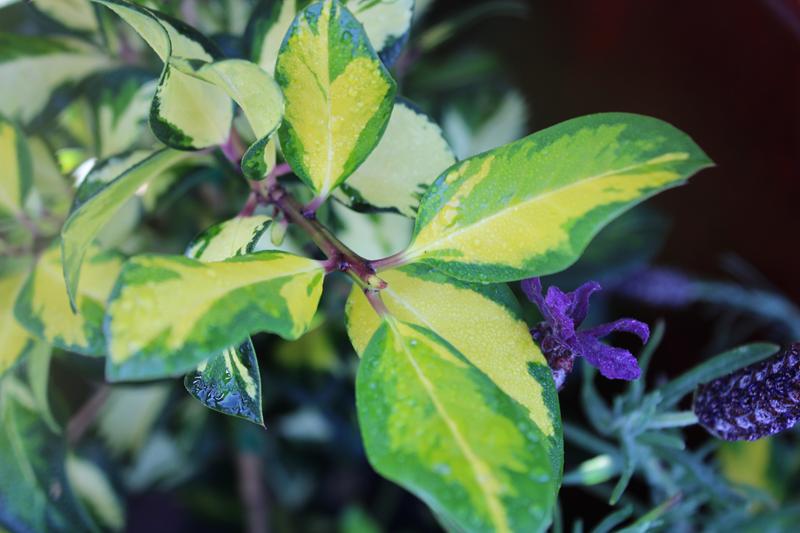 Ilex x altaclerensis 'Ripley Gold'-7466