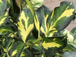 Ilex x altaclerensis 'Ripley Gold'-0