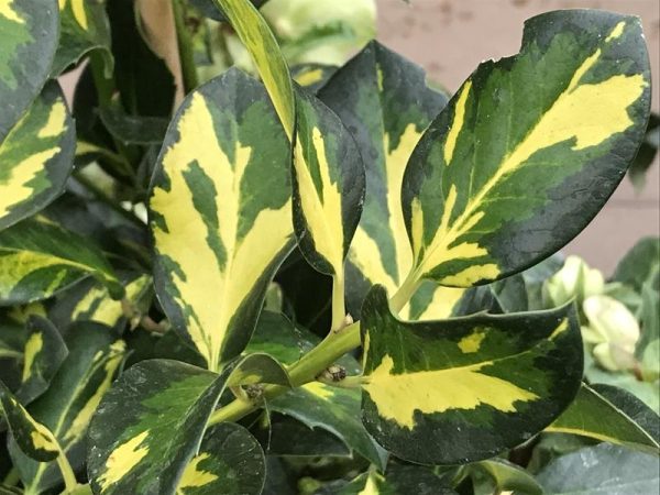 Ilex x altaclerensis 'Ripley Gold'-0
