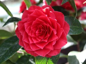 Camellia reticulata x williamsii 'Black Lace'-0