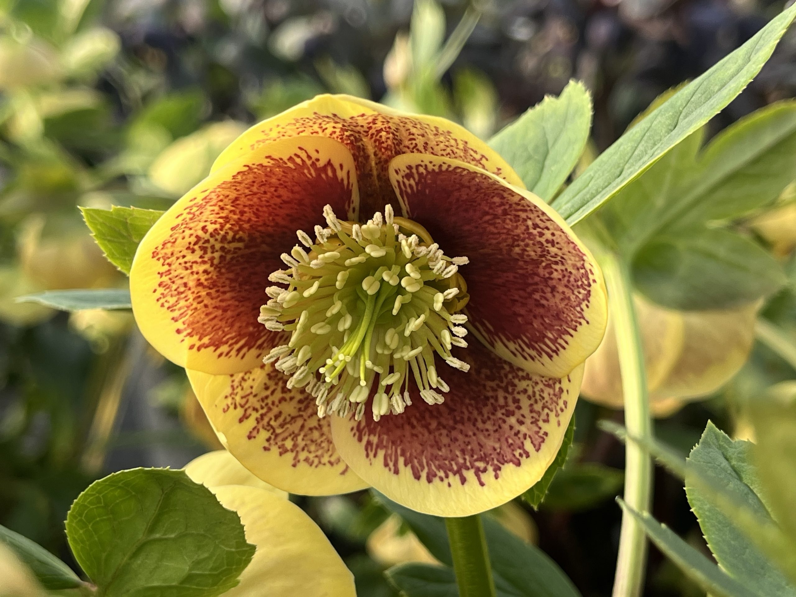 Helleborus x hybridus (Ashwood Garden Hybrids) Single primrose shades spotted/blotched