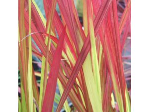 Imperata cylindrical 'Red Baron'-0