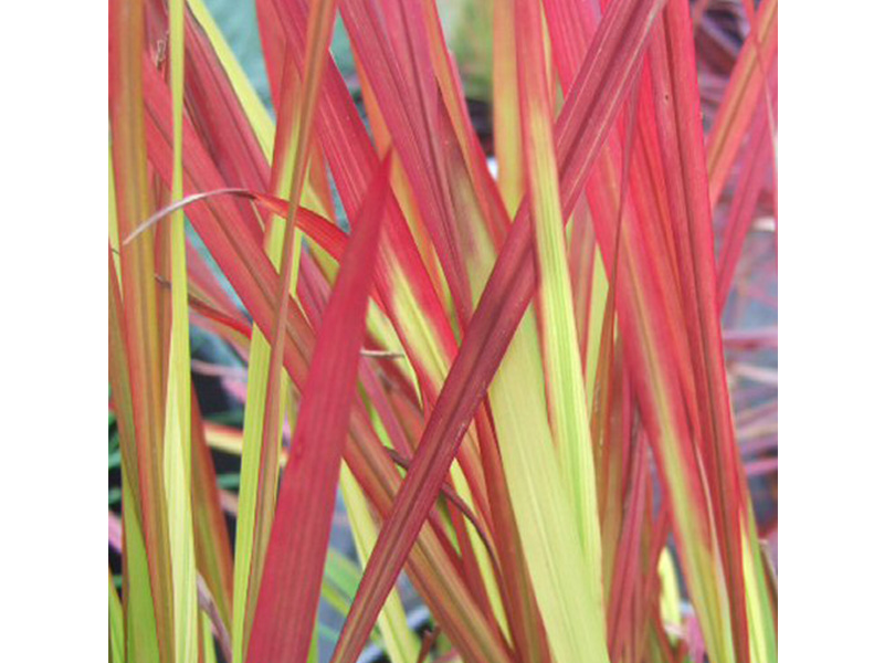 Imperata cylindrical 'Red Baron'-0