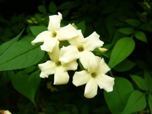 Jasminum officinale 'Clotted Cream'-0