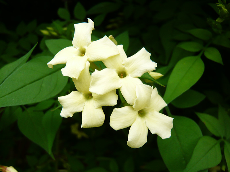 Jasminum officinale 'Clotted Cream'-0