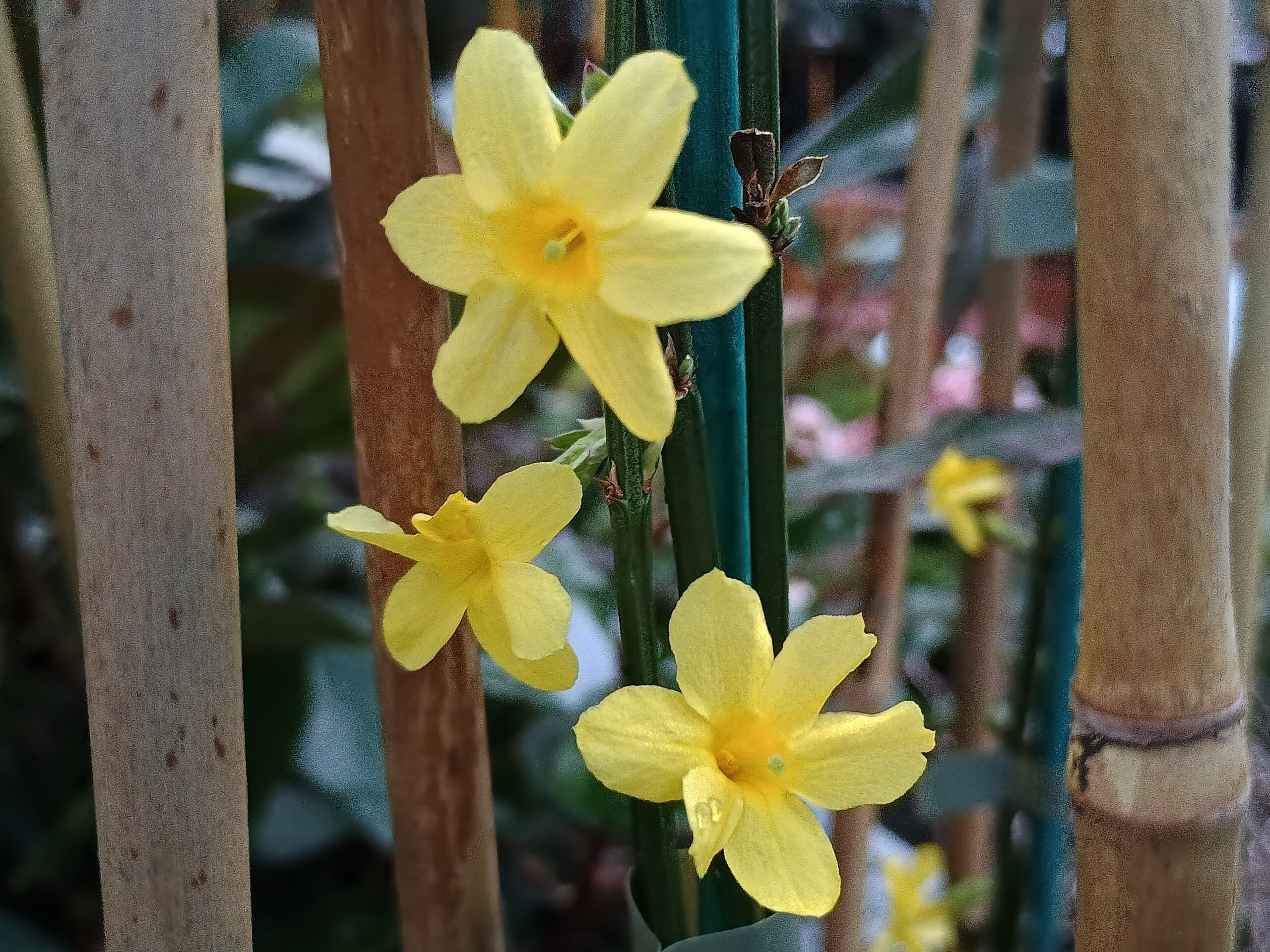Jasminum nudiflorum-0