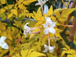 Jasminum officinale 'Fiona Sunrise'-0