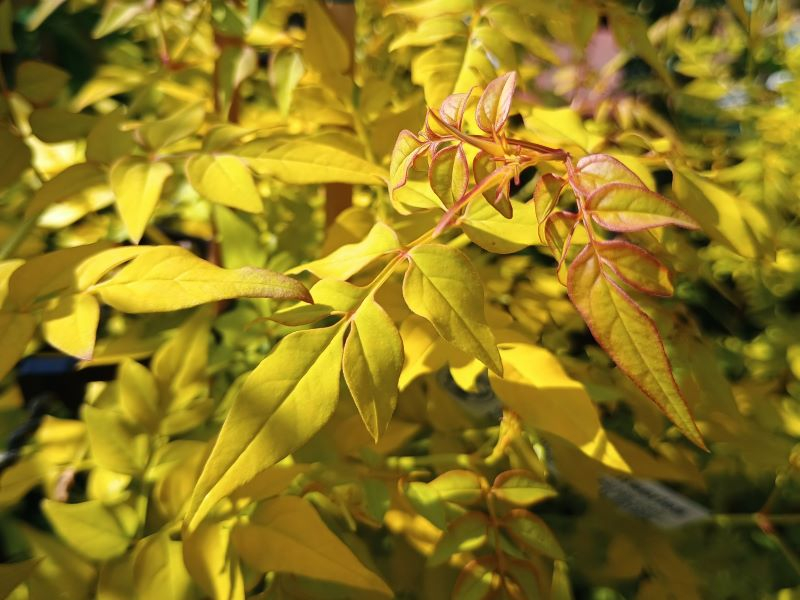 Jasminum officinale 'Fiona Sunrise'-24269