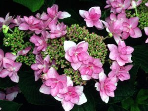 Hydrangea macrophylla 'Jogosaki'-0