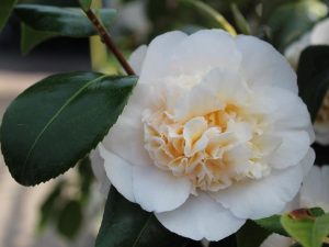 Camellia x williamsii Jury's Yellow-0