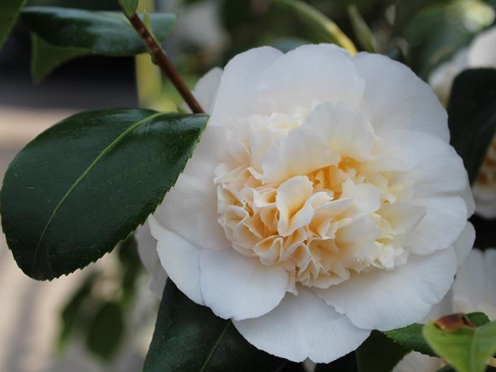 Camellia x williamsii Jury's Yellow-0