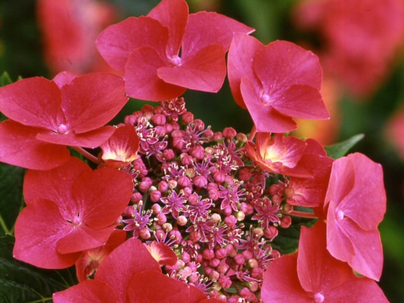 Hydrangea macrophylla 'Kardinal'-4699