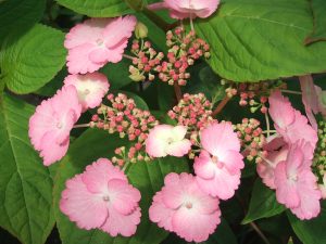 Hydrangea macrophylla 'Klaveren'-0