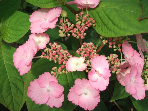 Hydrangea macrophylla 'Klaveren'-0