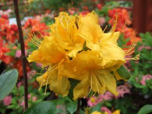 Rhododendron 'Klondyke'-0