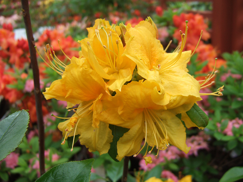 Rhododendron 'Klondyke'-0