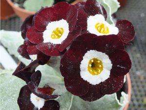 Primula auricula 'Lady Zoe'-0