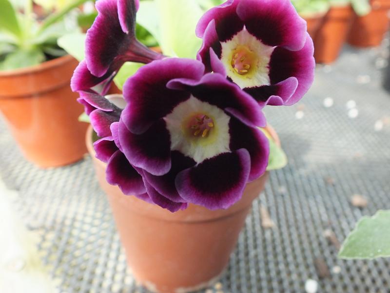 Primula auricula 'Legolas'-1171