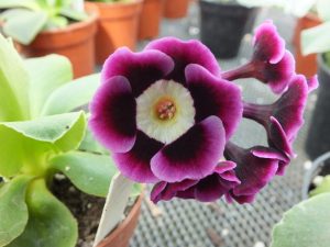 Primula auricula 'Legolas'-0