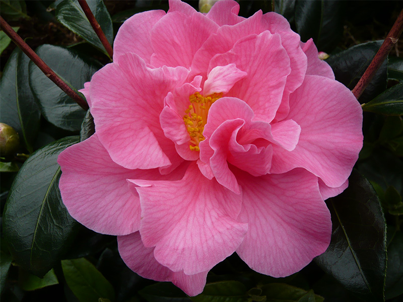 Camellia reticulata x williamsii 'Leonard Messel'-0
