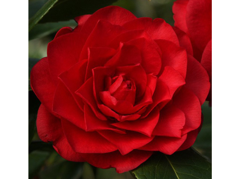 Camellia x williamsii 'Les Jury'-0