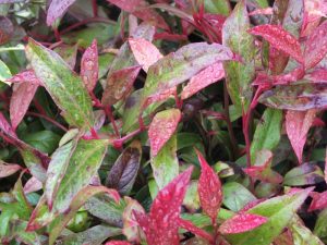 Leucothoe axillaris 'Scarletta'-0