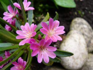 Lewisia Ashwood Carousel Hybrids Pink Shades-0