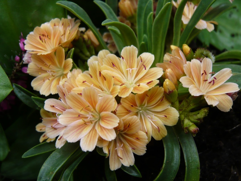 Lewisia Ashwood Carousel Hybrids Orange Shades-0