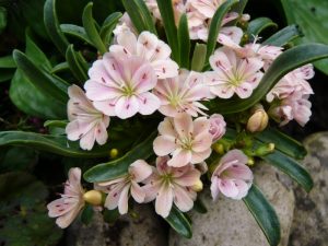 Lewisia Ashwood Carousel Hybrids Pale Pink Shades-0