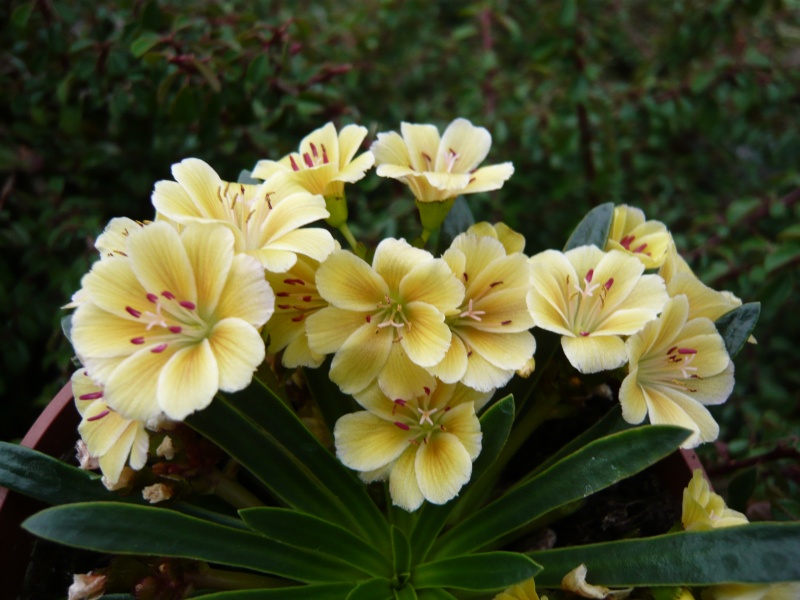 Lewisia Ashwood Carousel Hybrids Yellow Shades-0