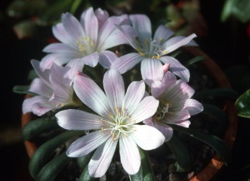 Lewisia brachycalyx-990