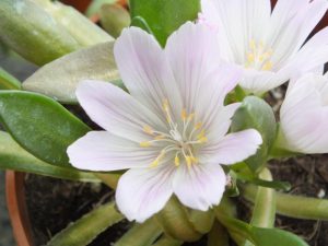 Lewisia brachycalyx-0