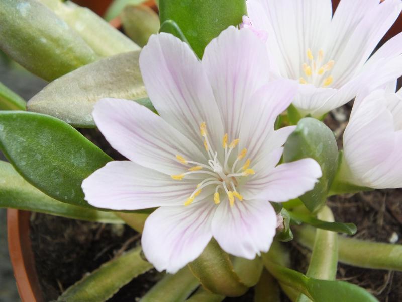 Lewisia brachycalyx-0