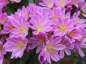 Lewisia cotyledon 'Brannan Bar'-0