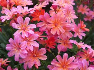 Lewisia columbiana 'Rosea'-0