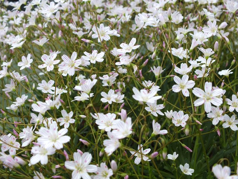Lewisia columbiana subsp. wallowensis-4013