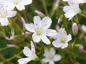 Lewisia columbiana subsp. wallowensis-0