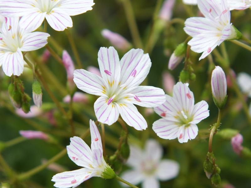 Lewisia columbiana subsp. wallowensis-0