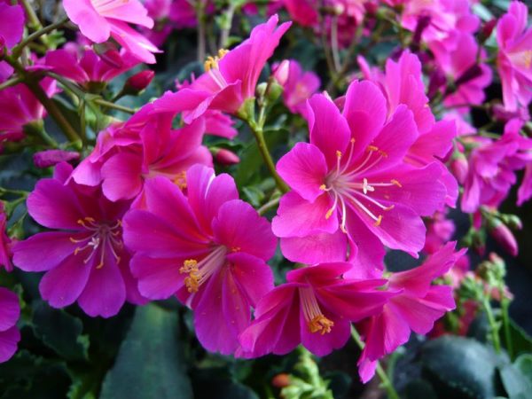 Lewisia cotyledon Ashwood Strain Magenta Shades-0